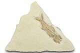 Rare, Fossil Fish (Amphiplaga) - Wyoming #307163-1